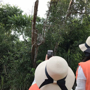 克里亚斯红树林 + 萤火虫