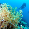 3天2晚马达京岛 - THE REEF DIVE 彩瑚潜水渡假村