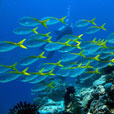 3天2晚马达京岛 - THE REEF DIVE 彩瑚潜水渡假村